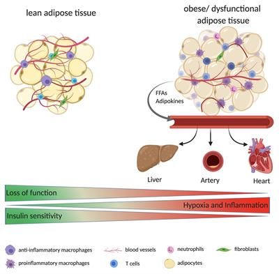 Angiogenesis in Adipose Tissue: The Interplay Between Adipose and Endothelial Cells